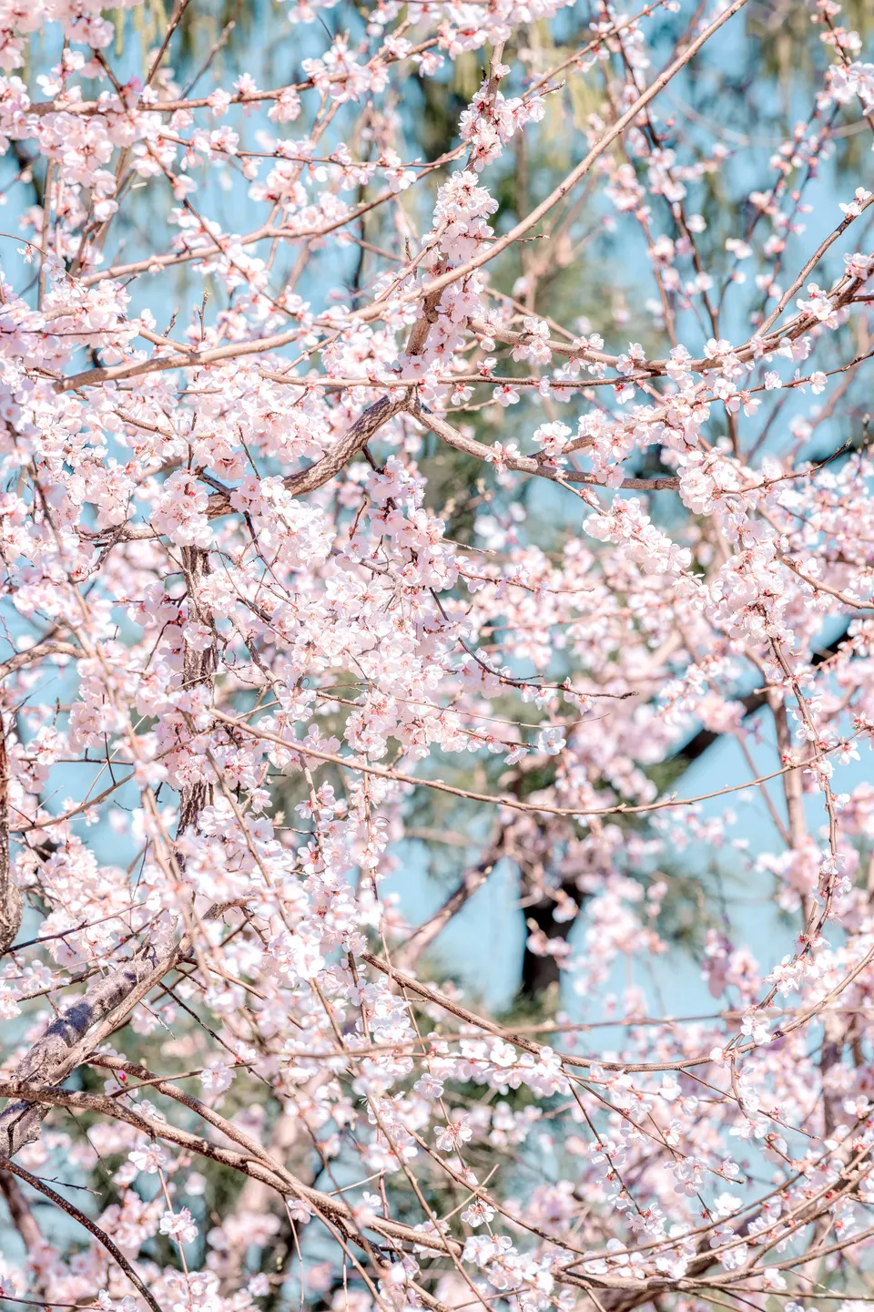 花 — 2