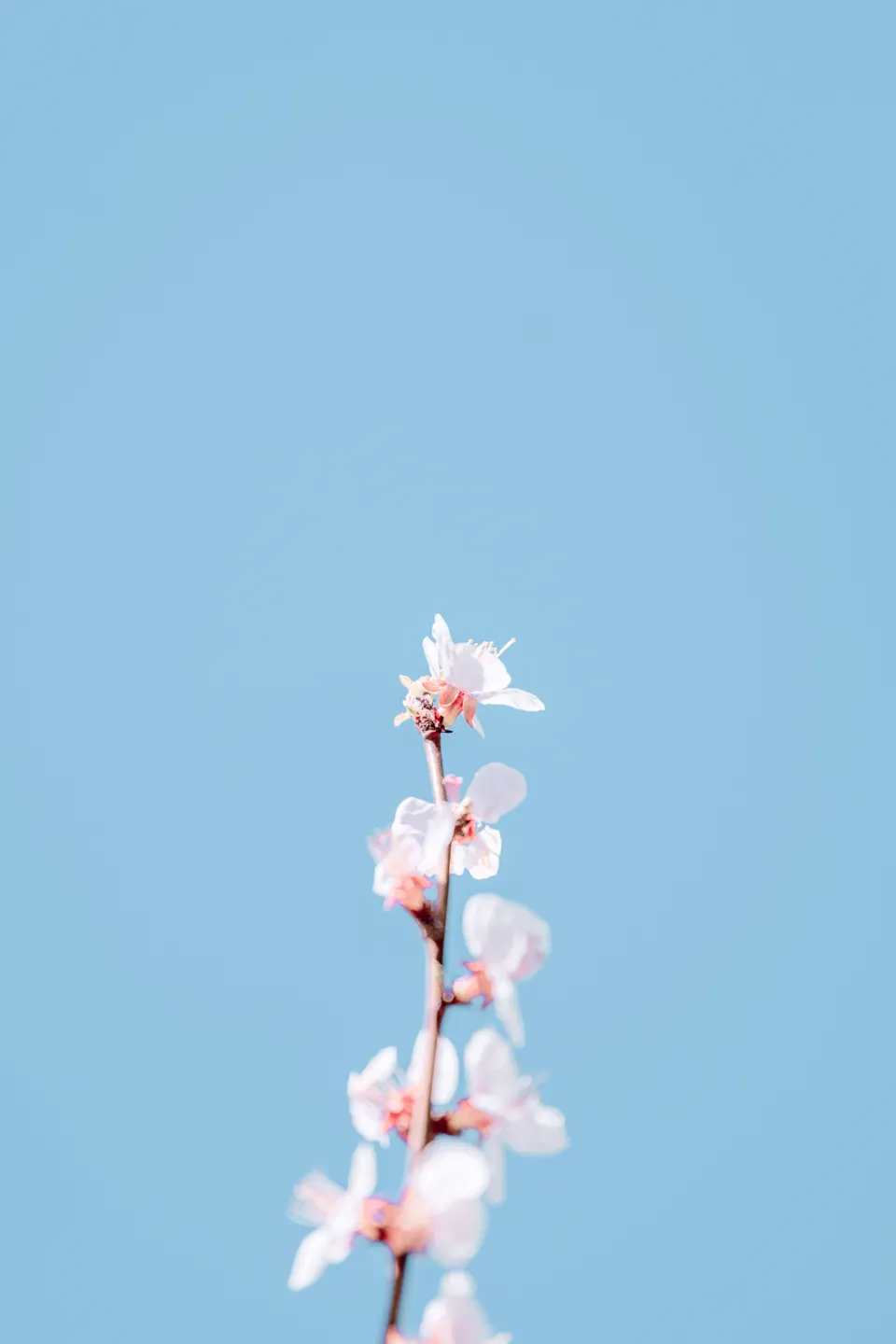 花 — 3