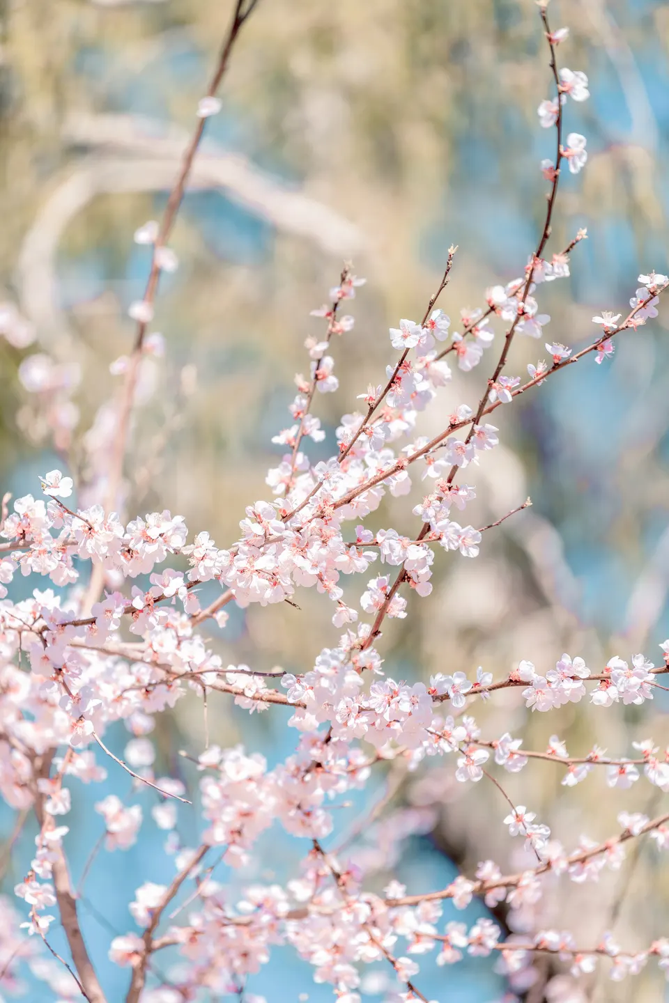 花 — 4