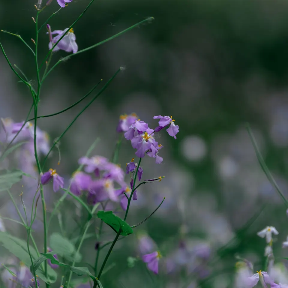 花 — 6