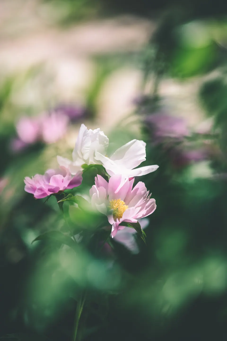 花 — 7