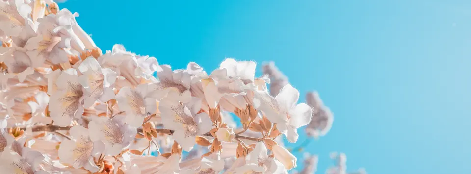 花 — 8